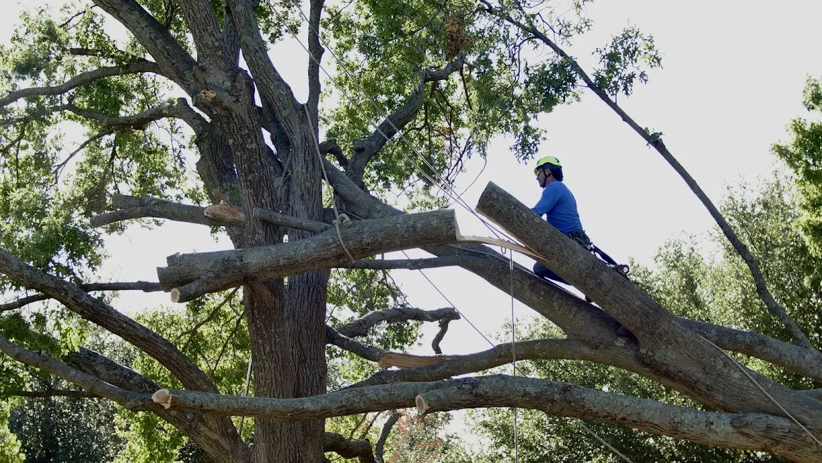 Professional Hazardous Tree Removal performed by certified arborists in Bay