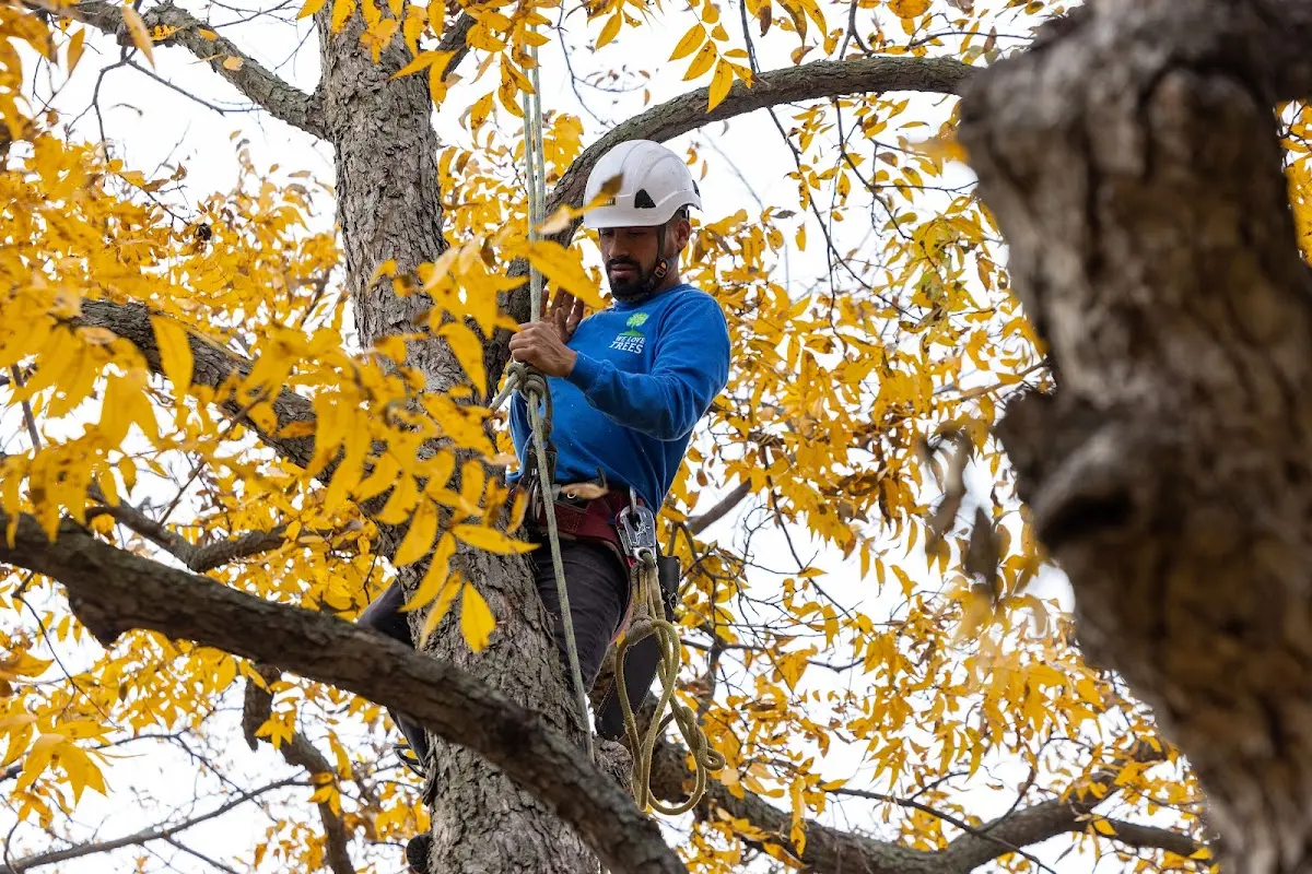 Skilled Tree Transplanting crew working in Bay